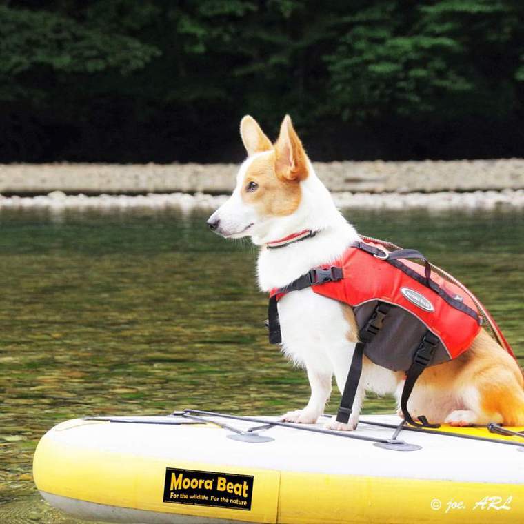 犬とキャンプ ハウツーまとめ 楽しみ方から持ち物 全国のおすすめキャンプ場まで ペトコト