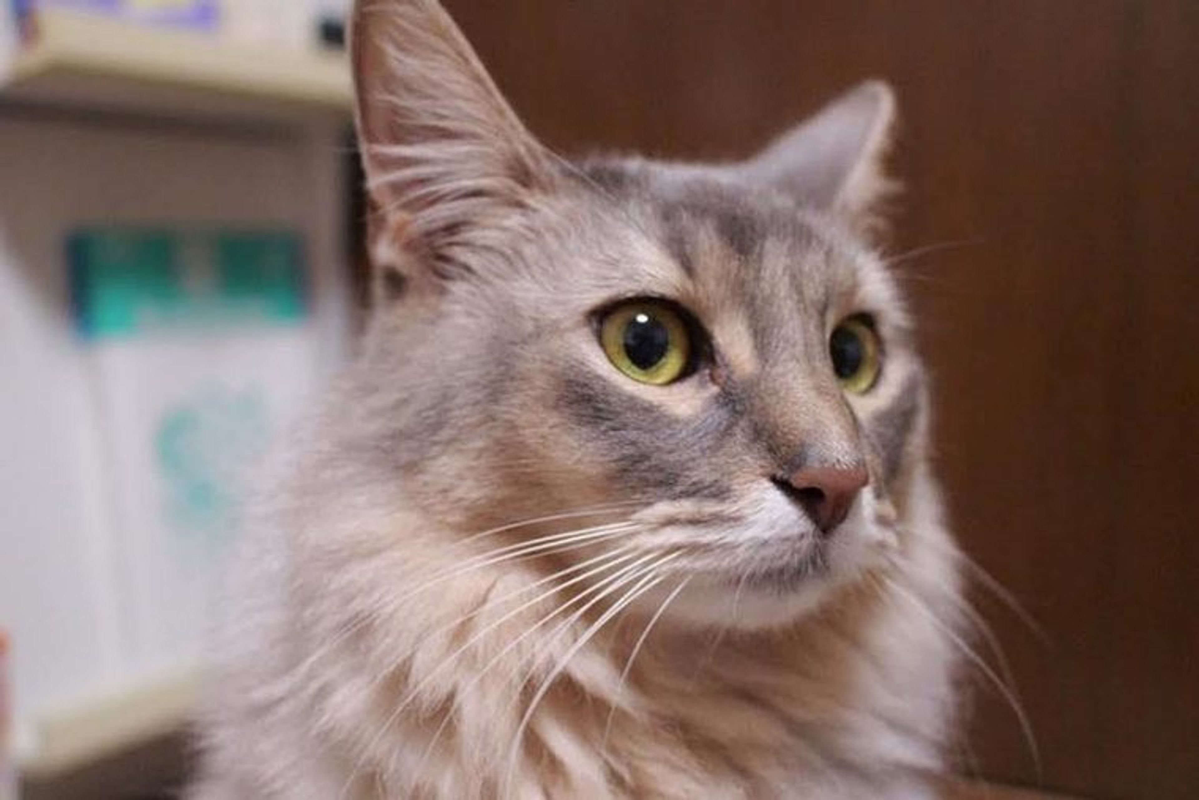 【獣医師監修】ソマリってどんな猫？性格・体重・寿命の特徴・迎え方