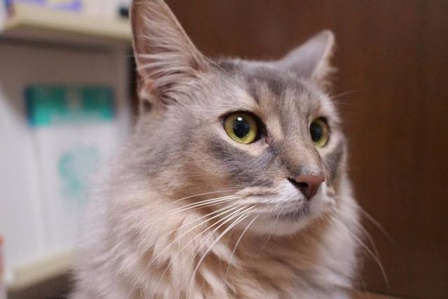 【獣医師監修】ソマリってどんな猫？性格・体重・寿命の特徴・迎え方