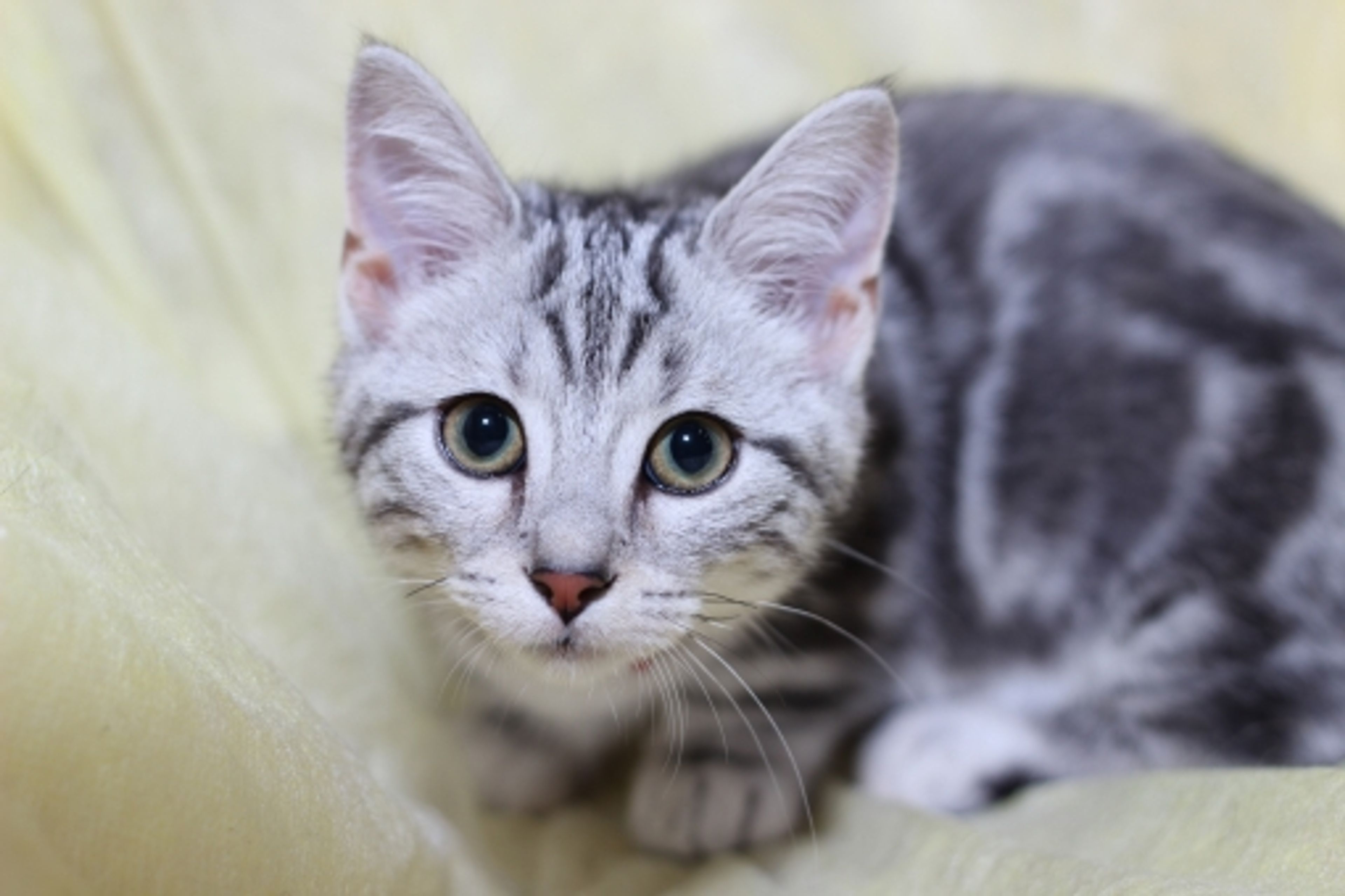 【獣医師監修】アメリカンショートヘアってどんな猫？性格・体重・寿命の特徴・迎え方