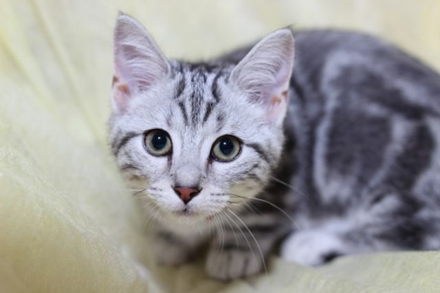 【獣医師監修】アメリカンショートヘアってどんな猫？性格・体重・寿命の特徴・迎え方