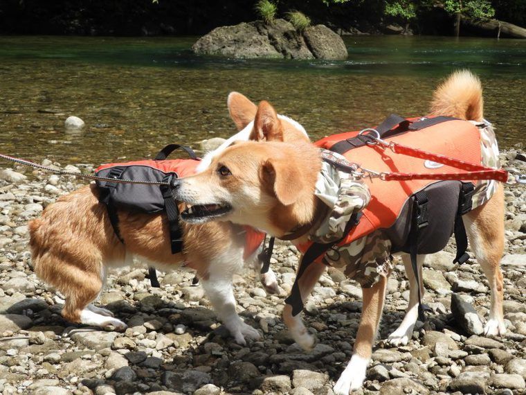 那須で犬とカヤック・SUP