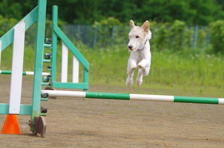 ワイアーフォックステリアの飼い方 性格や寿命 しつけなどを解説 ペトコト