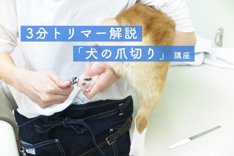 ひどい 犬 爪切り 止血剤 代用 画像ブログ