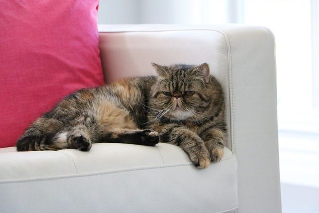 【獣医師監修】エキゾチックショートヘアーってどんな猫？性格・体重・寿命の特徴・迎え方