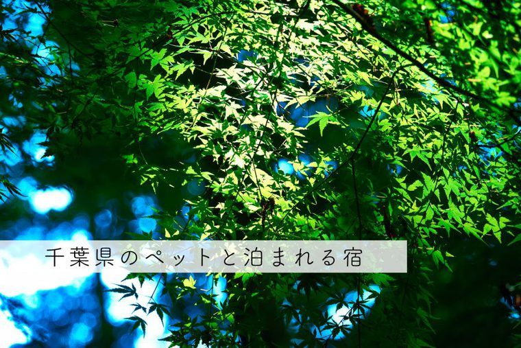 千葉のペットと泊まれる宿おすすめ26選 コテージ、温泉付きなど特徴別や人気ランキングも