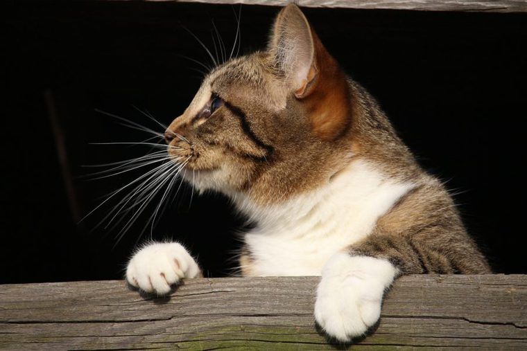 猫の横顔