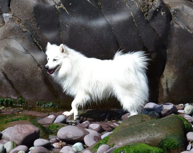 【トレーナー・獣医師監修】日本スピッツってどんな犬？性格・特徴・育て方・迎え方