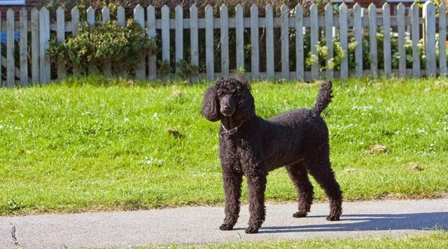 【トレーナー・獣医師監修】スタンダードプードルってどんな犬？性格・特徴・育て方・迎え方