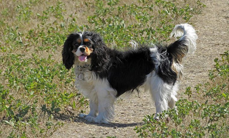 小型犬の種類とは 人気犬種や小型犬の寿命 飼いやすさを解説 ペトコト