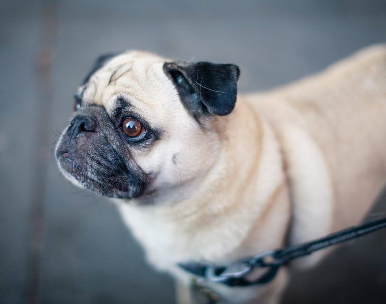 小型犬の種類とは 人気犬種や小型犬の寿命 飼いやすさを解説 ペトコト