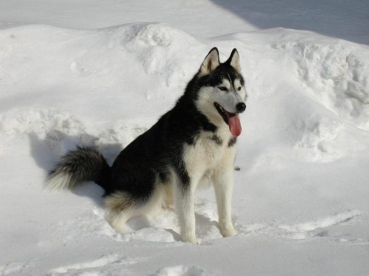 中型犬は飼いやすい 中型犬と呼ばれる基準や人気犬種について紹介 ペトコト