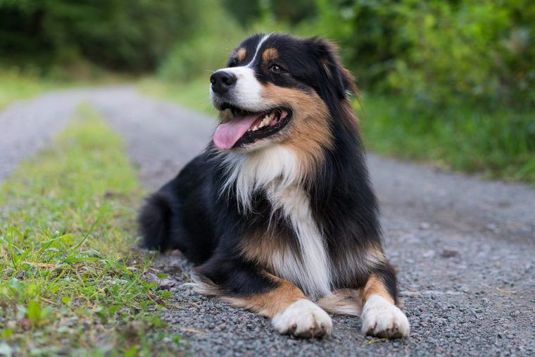中型犬の種類とは 人気犬種や中型犬の寿命 飼いやすさを解説 ペトコト