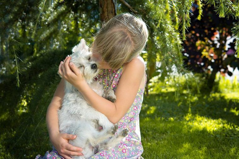 小型犬が飼いやすいって本当? 人気犬種ランキングや基準、寿命について解説