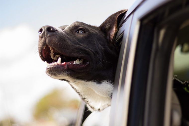 車から外を見る犬