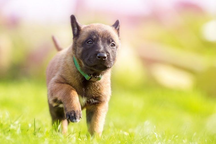 犬の飼い方|しつけや費用、準備するものについて解説【完全版】