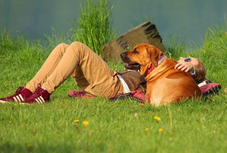 大型犬は優しい性格が多い!? 人気犬種ランキングや基準、寿命について解説
