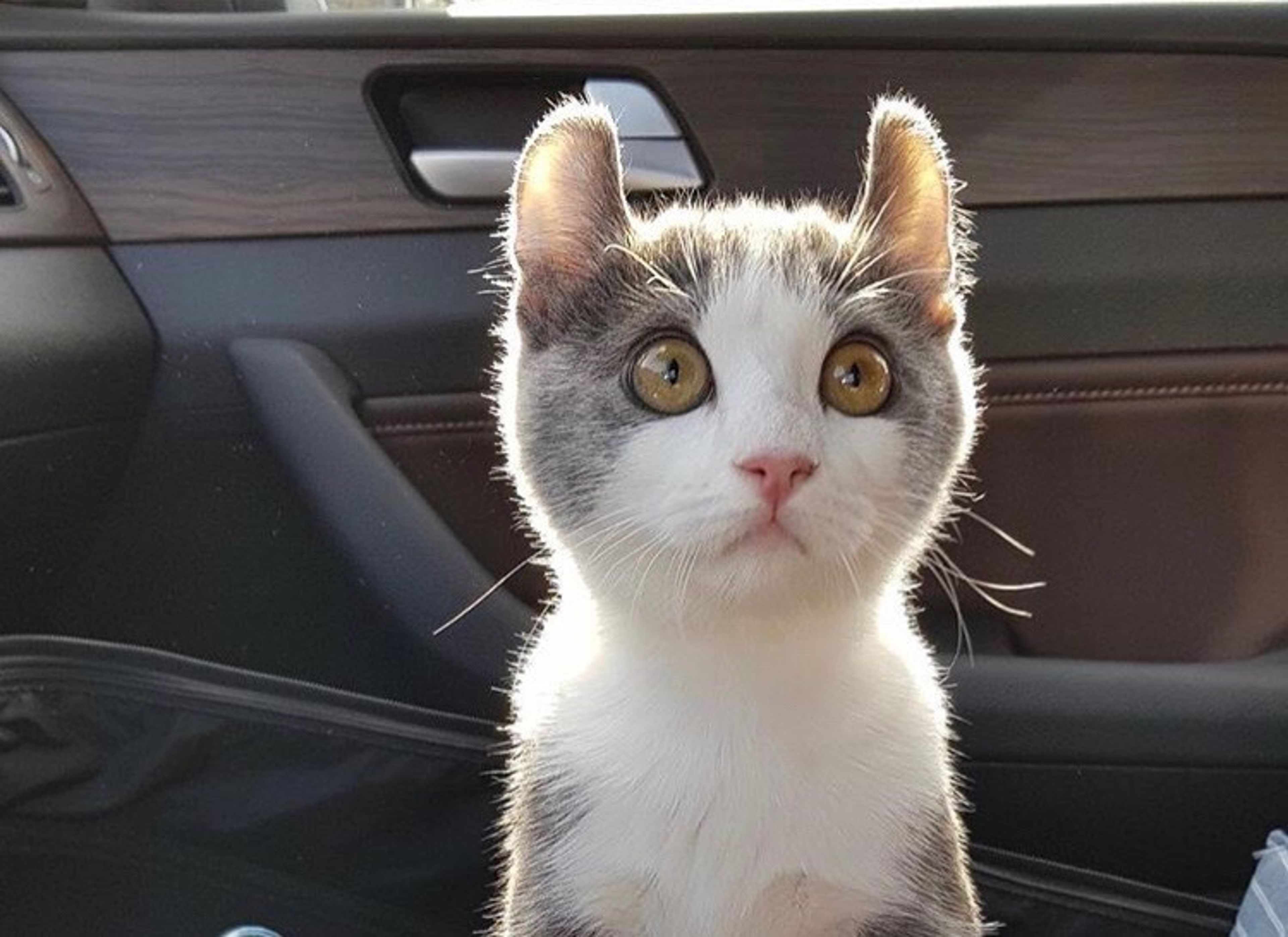 【獣医師監修】アメリカンカールってどんな猫？性格・体重・寿命の特徴・迎え方