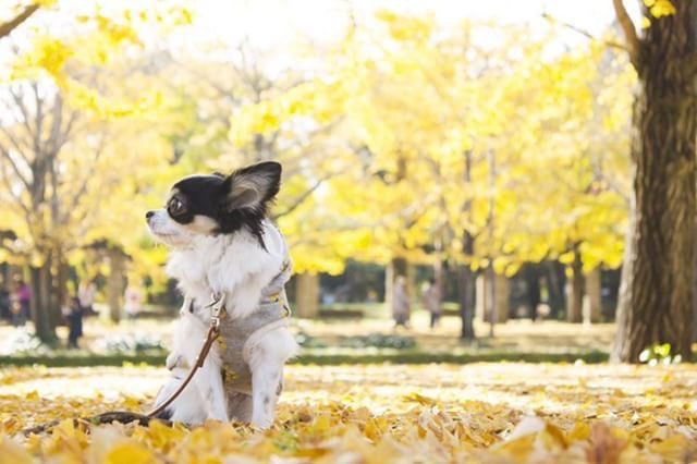 犬と秋に行きたい紅葉が楽しめるお出かけスポット東京都にある昭和記念公園