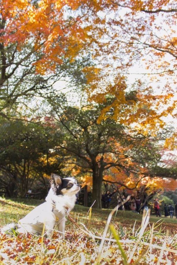 犬と秋に行きたい紅葉が楽しめるお出かけスポット東京都にある昭和記念公園