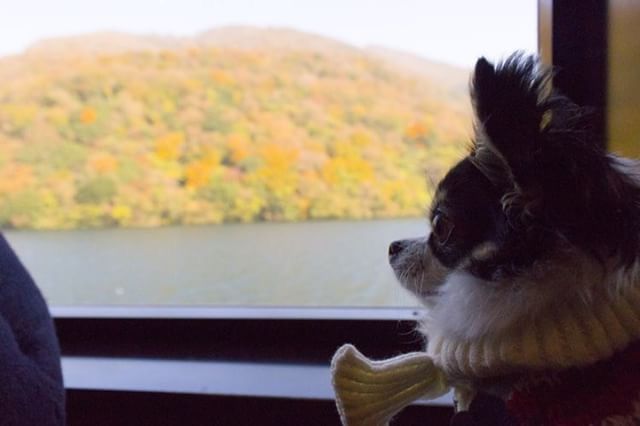 犬と秋に行きたい紅葉が楽しめるお出かけスポット神奈川県にある箱根