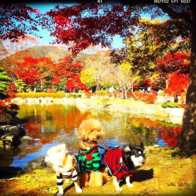 桜山公園の冬桜と紅葉