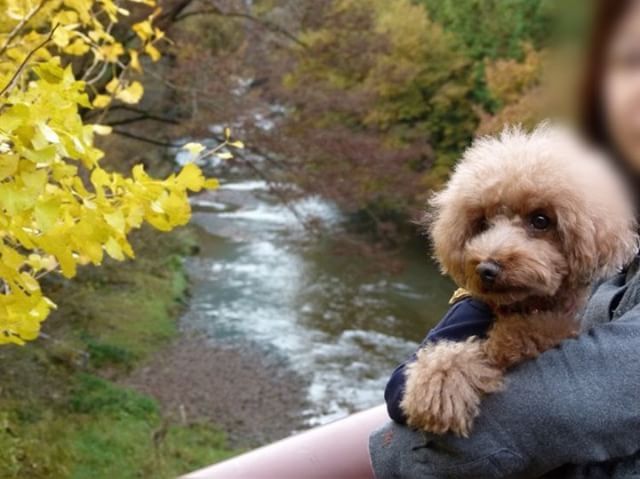秋川渓谷の清流と紅葉