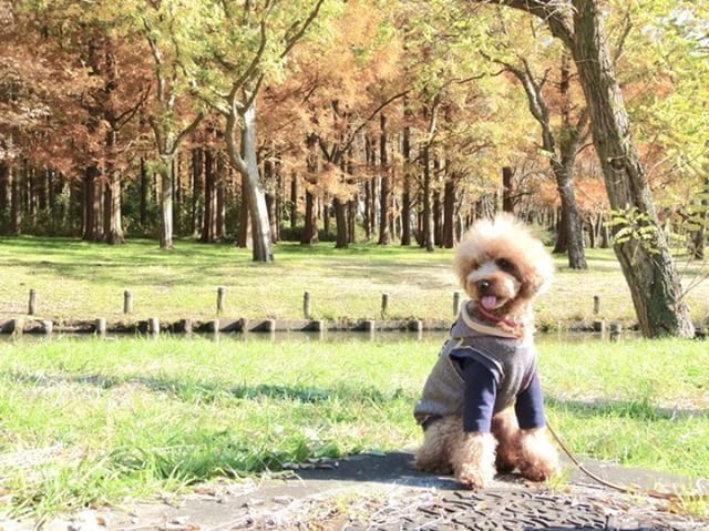 犬と秋に行きたい紅葉が楽しめるお出かけスポット東京都にある水元公園