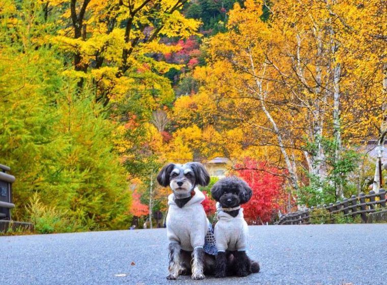 奥日光の紅葉と湖