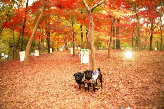 武蔵丘陵森林公園の紅葉