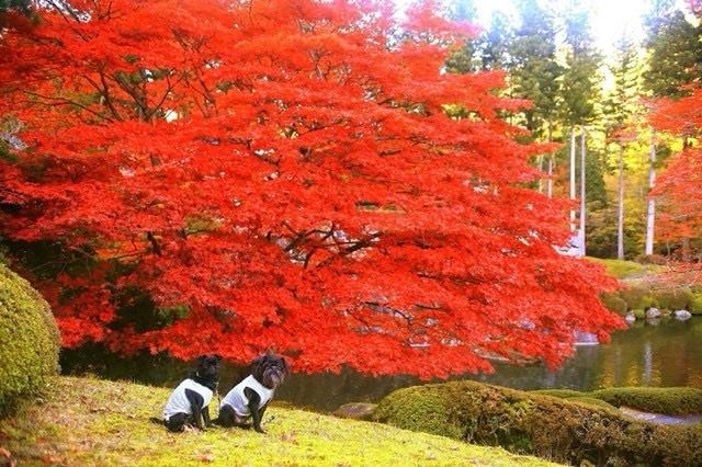 古峯園の峯の池と紅葉