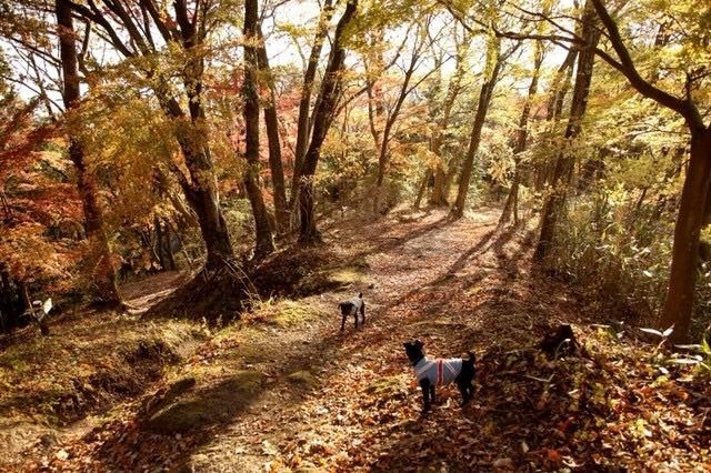 関八州見晴台からの紅葉の眺め