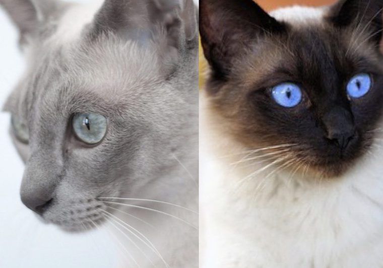 トンキニーズ（左）とシャム猫（右）の顔