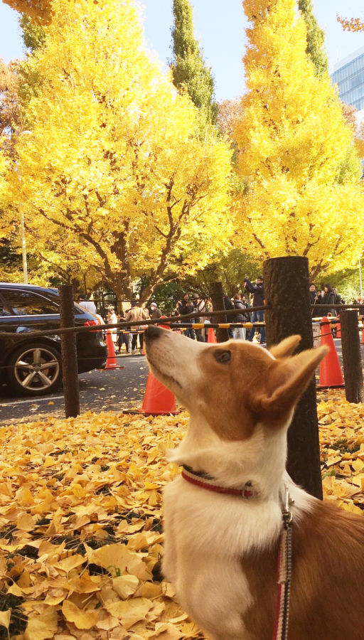 ペットと行ける紅葉名所おすすめ12選 関東編 紅葉の見頃も紹介 ペトコト