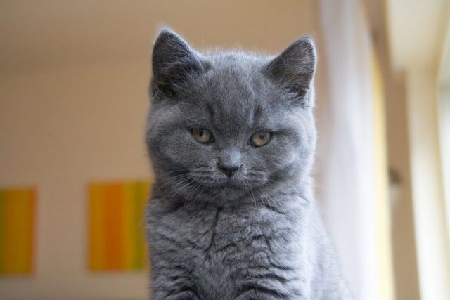 【獣医師監修】シャルトリューってどんな猫？性格・体重・寿命の特徴・迎え方
