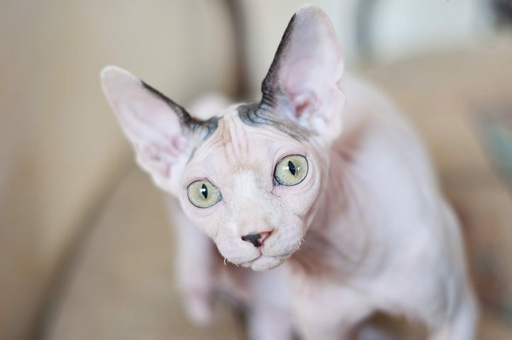 ホワイトのスフィンクス猫
