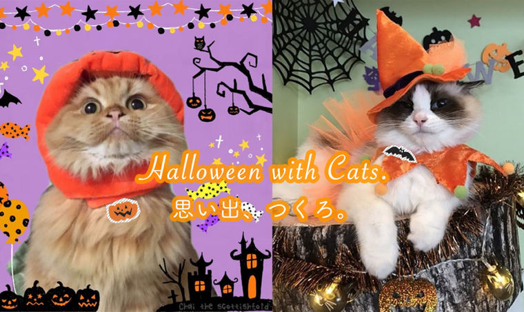 【2018年】愛猫とハロウィン! 編集部おすすめニャロウィングッズ、仮装スナップ画像を紹介