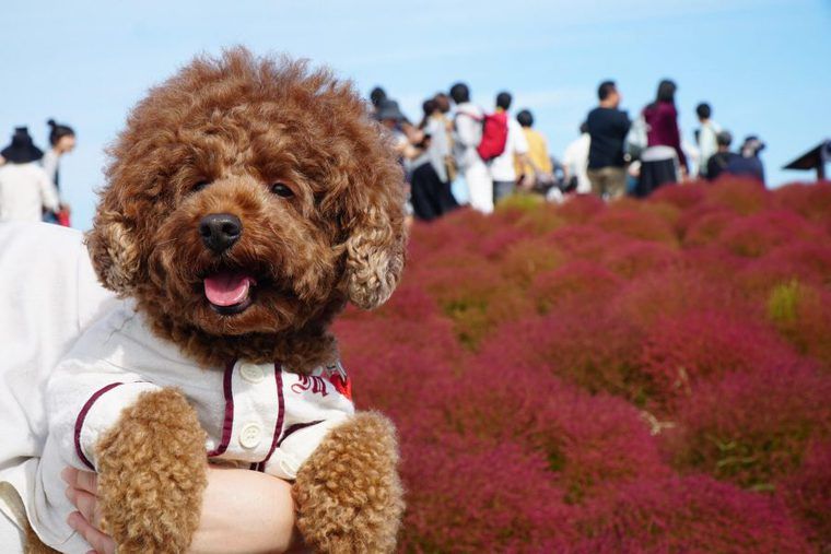 コキアの丘を訪れた犬