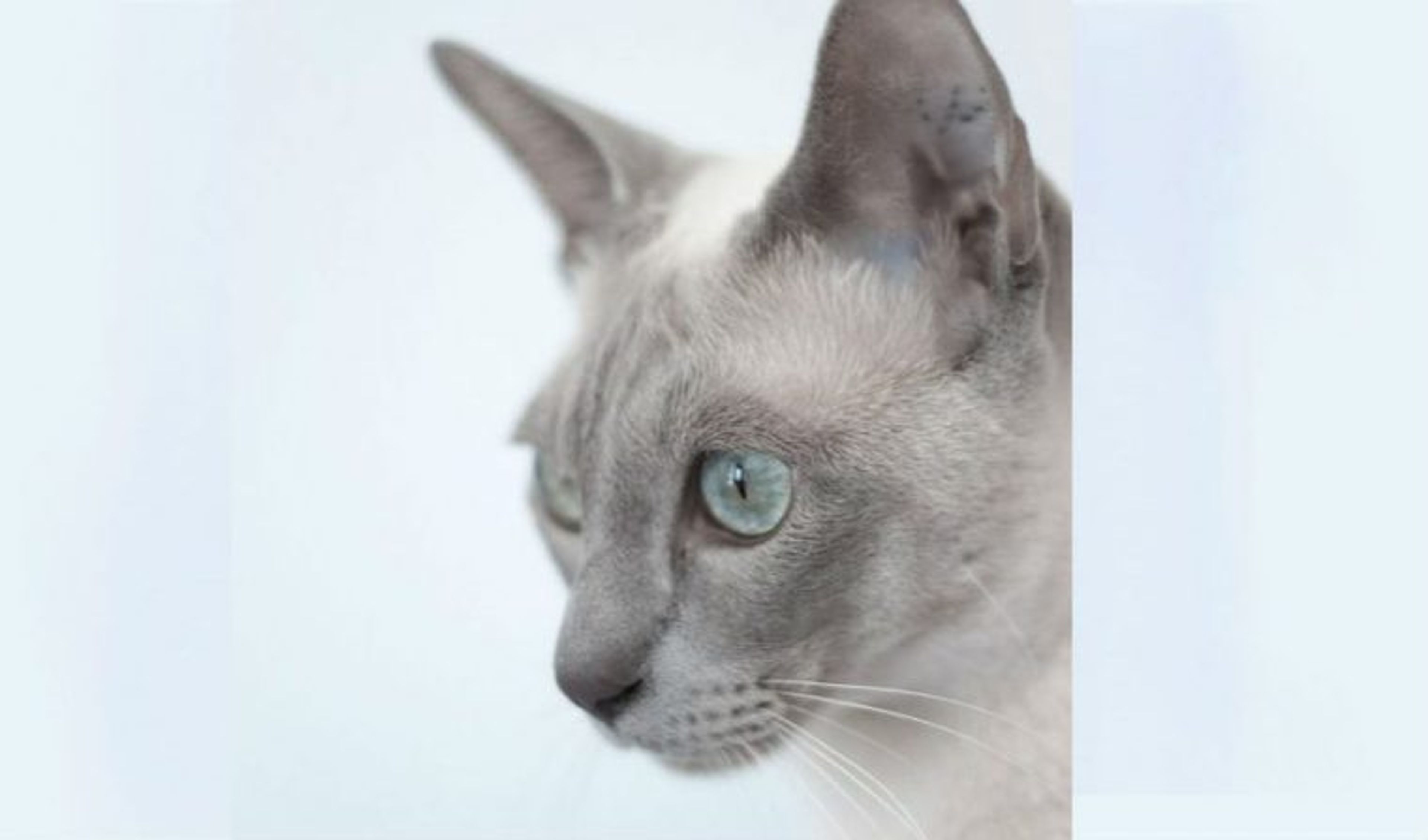 【獣医師監修】トンキニーズってどんな猫？性格・体重・寿命の特徴・迎え方