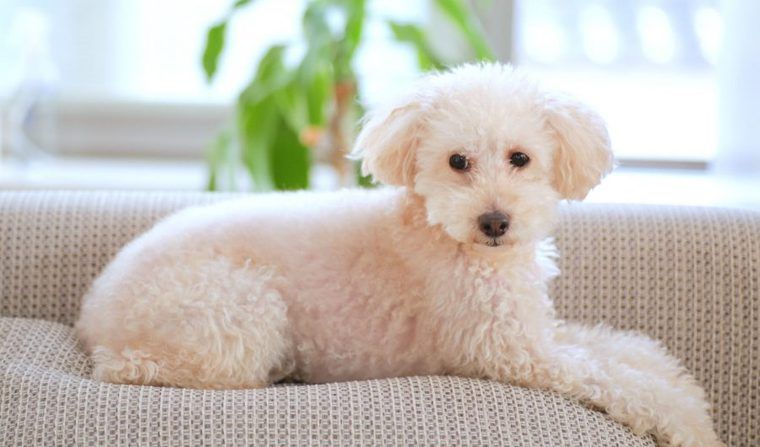 犬も糖尿病になります! 症状や検査・治療法、食事について獣医師が解説