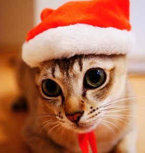 20171206-howcat-ym