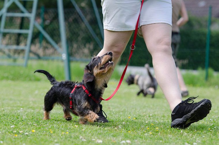 犬のストレスサインを行動診療獣医師が解説 原因や症状 ストレス解消法も紹介 ペトコト