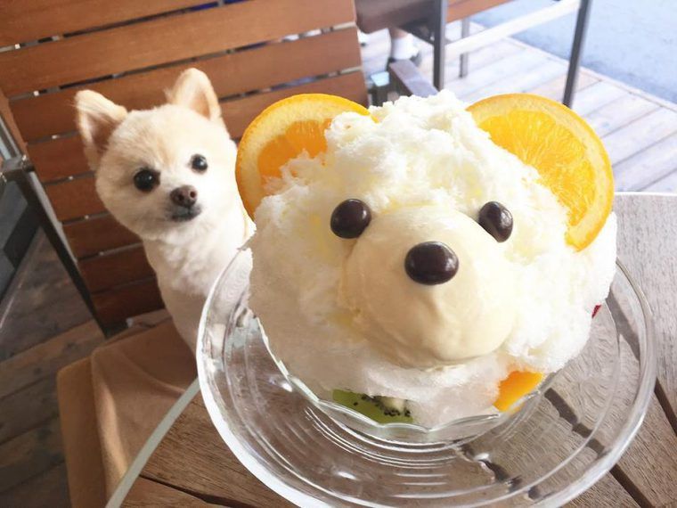 表参道 原宿エリアのおすすめドッグカフェ12選 愛犬とのランチやお茶に ペトコト