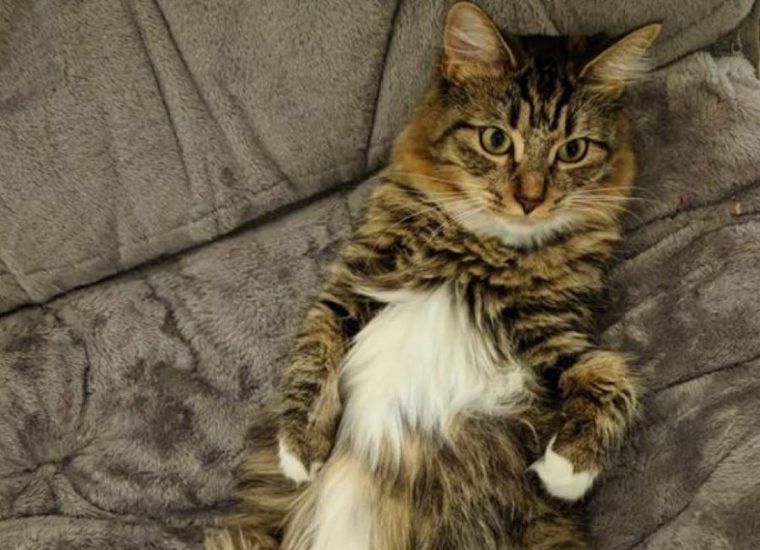 【獣医師監修】アメリカンワイヤーヘアってどんな猫？性格・体重・寿命の特徴・迎え方