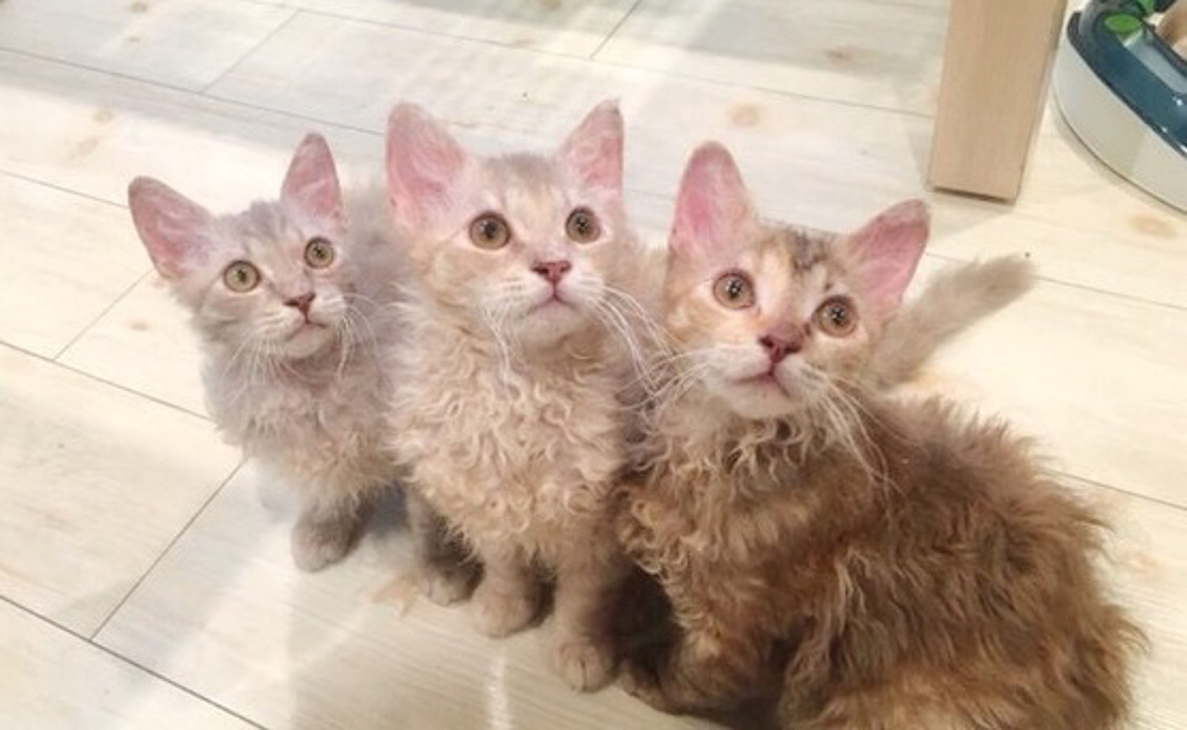 【獣医師監修】ラパーマってどんな猫？性格・体重・寿命の特徴・迎え方