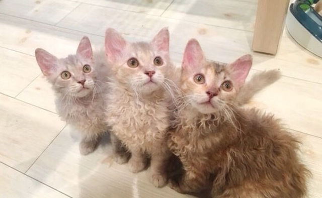 【獣医師監修】ラパーマってどんな猫？性格・体重・寿命の特徴・迎え方