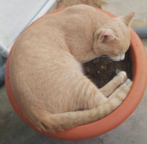 猫 鍋 安い 海外 の 反応