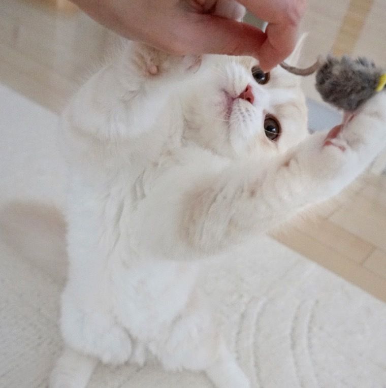 おもちゃをくわえる猫