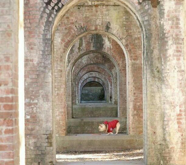 ペットと参拝できる神社の南禅寺