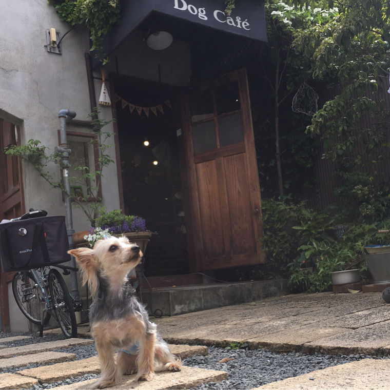 京都のおすすめドッグカフェ 犬同伴可レストラン13選 犬連れでランチを楽しもう ペトコト